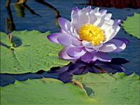 Nenuphar (Photo F. Mrugala)